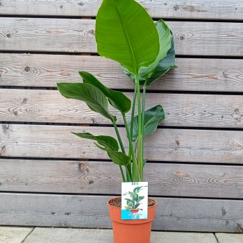 Strelitzia Nicolai (Strelícia Nikolaj) - kont. C3L, výška 70-80 cm